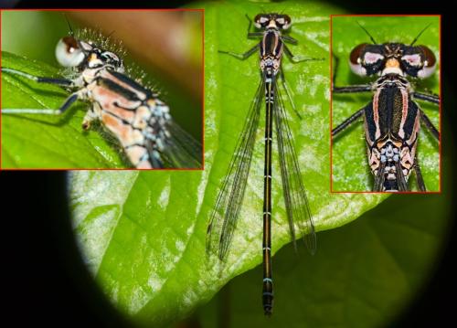 Coenagrion puella